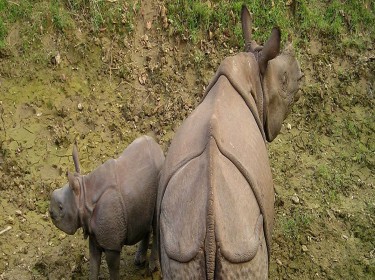 Chitwan Jungle Safari